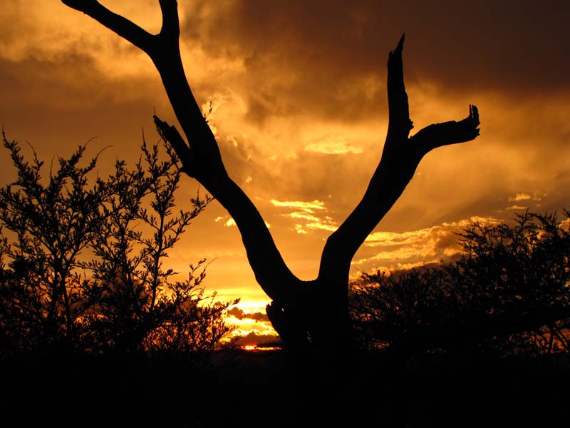 Tansania-0684-Serengeti