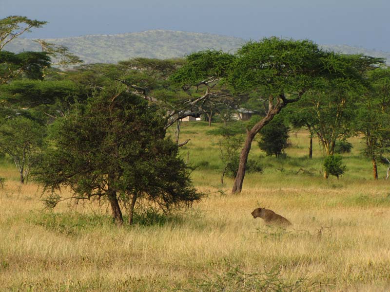 Tansania-0688-Loewin