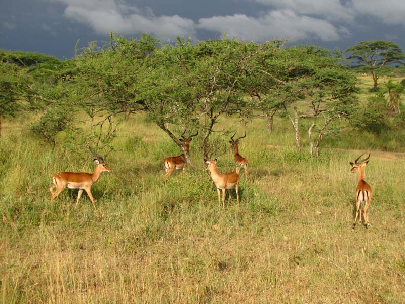 Tansania-0691-Impala-Boecke