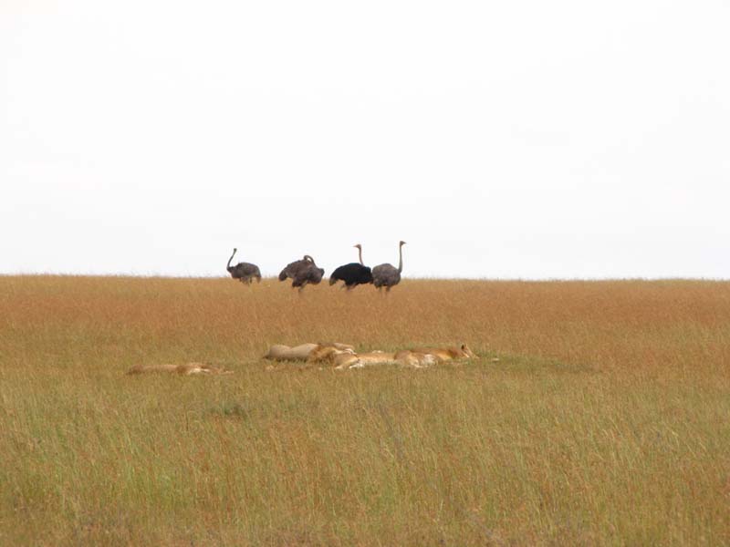 Tansania-0697-Sattes