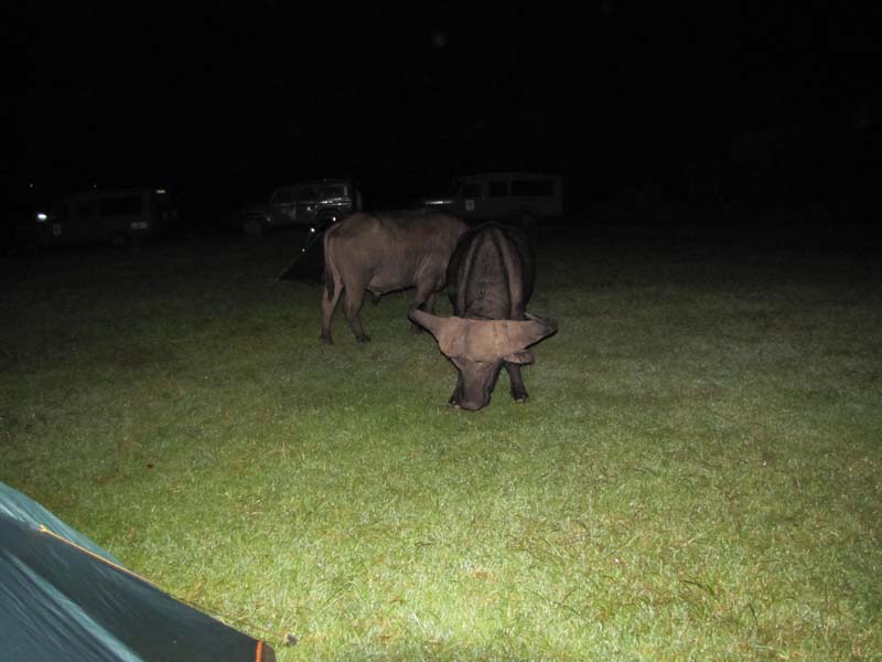 Tansania-0731-Bueffel