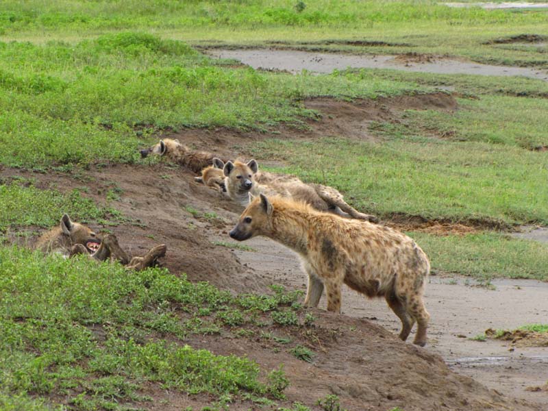 Tansania-0747-Hyaenen