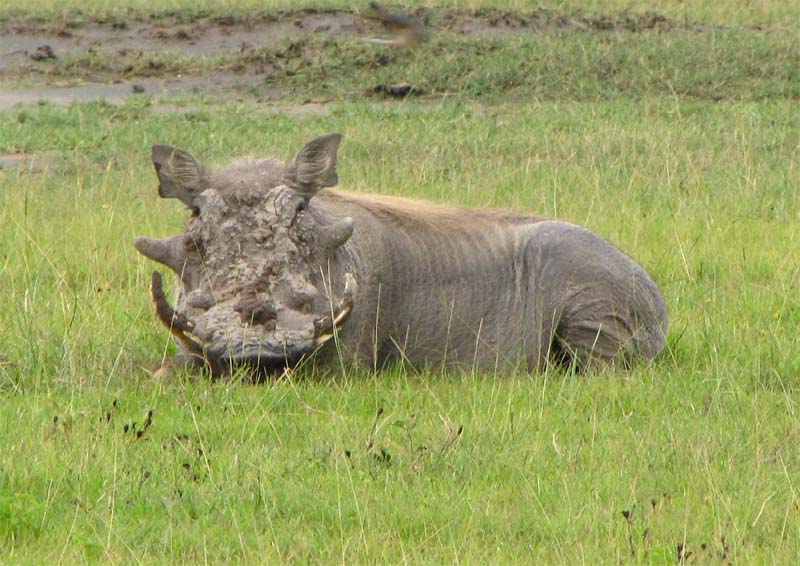 Tansania-0751-Warzenschwein