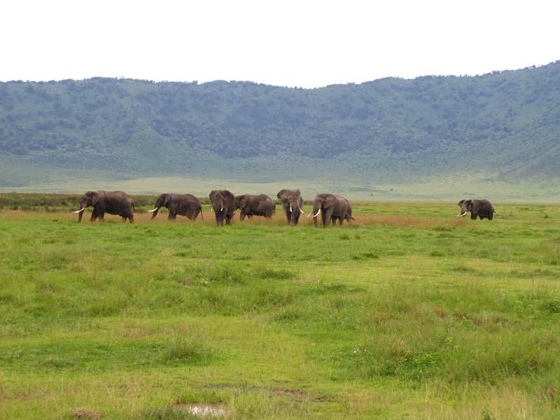 Tansania-0544-Giraffen