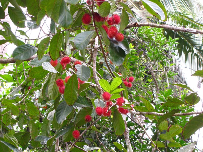 Tansania-0895-Litschi-Baum