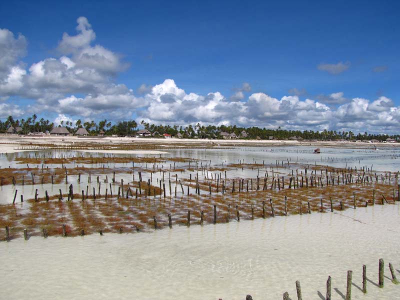 Tansania-0985-Sansibar