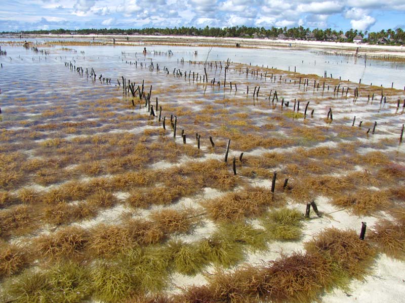 Tansania-0986-Sansibar