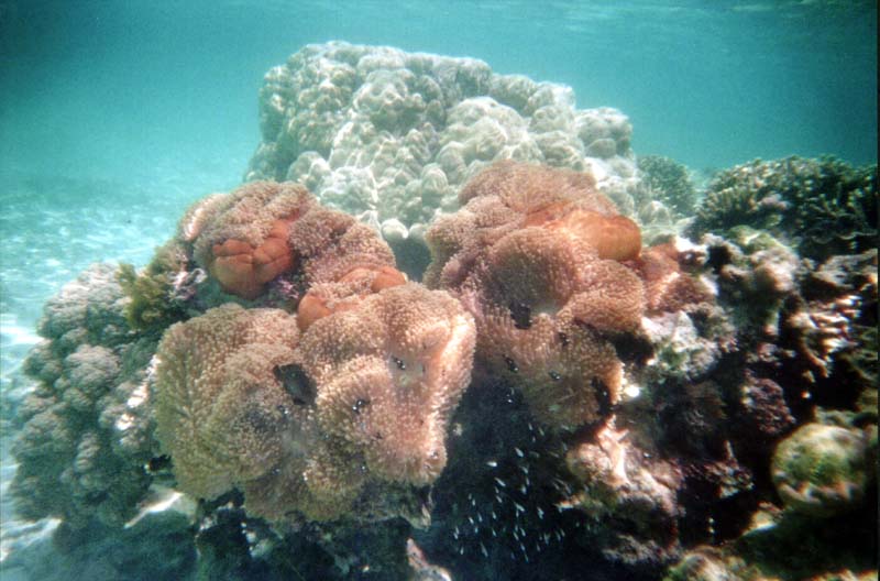 Tansania-0993-Sansibar