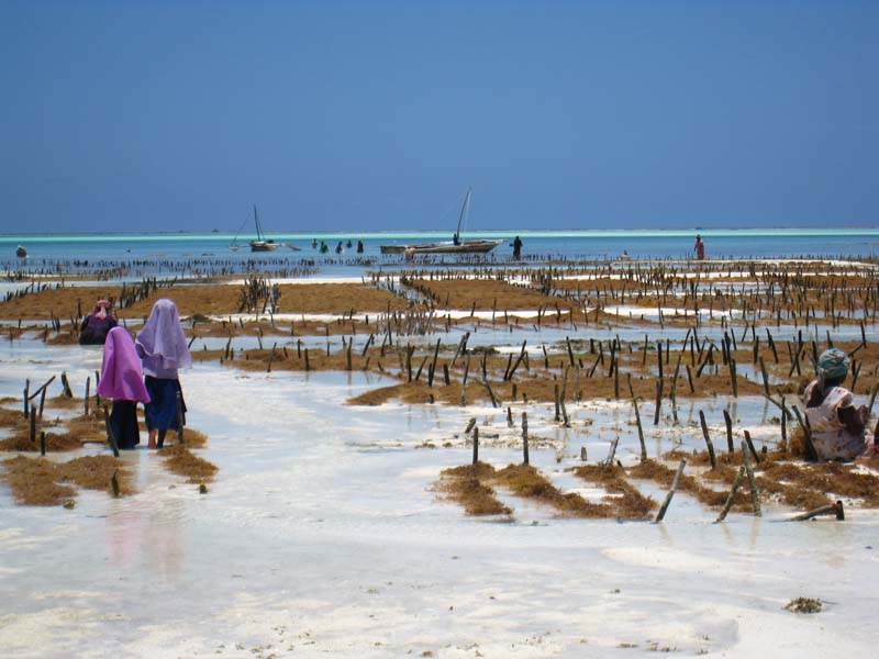 Tansania-0994-Sansibar