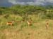 Tansania-0691-Impala-Boecke